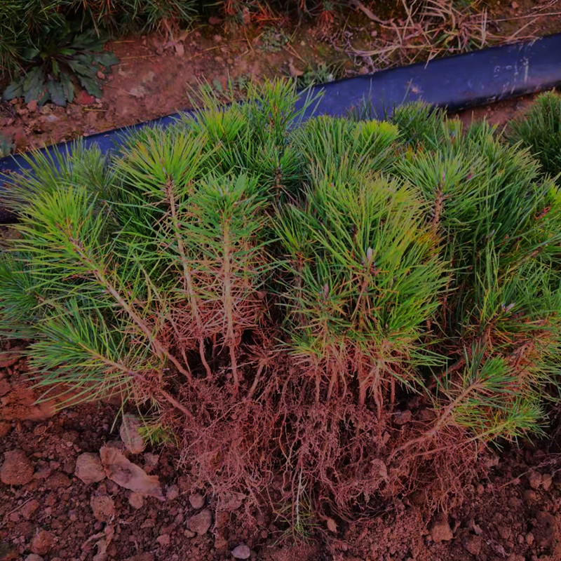 基地直销10棵黑松小苗 精品杯苗小松树苗  绿化苗木裸根苗山地松