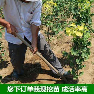 银杏树苗白果苗庭院园林绿化苗木行道树金叶银杏树小苗银杏树大树