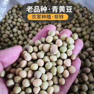 养用豆 豆浆专用豆 3斤 农家田埂豆 青黄豆