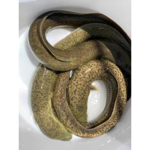 优质鳗鱼苗淡水鱼苗活的鱼苗养殖混养白鳝苗美洲鳗花鳗直供耐寒