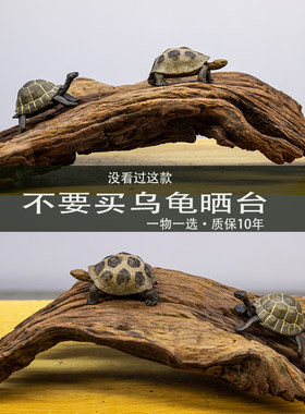 乌龟躲避深水晒背免煮紫柚沉木