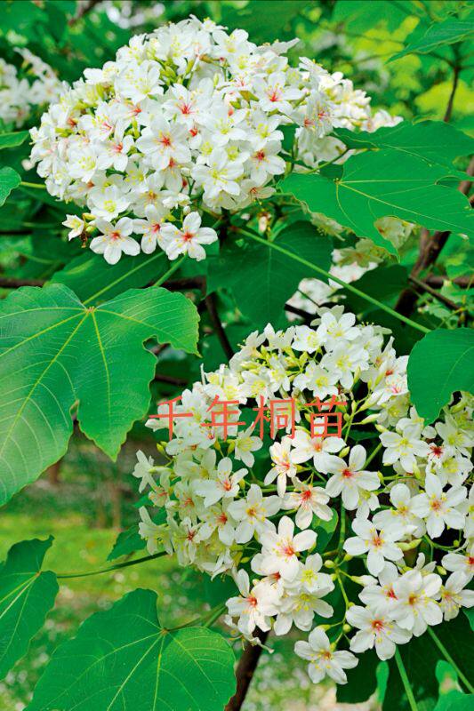 千年桐苗油桐树苗庭院地栽绿植观赏花卉品种公园绿化行道树