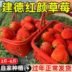 当天现摘建德红颜草莓新鲜现摘正宗顺丰生鲜当季水果奶油大果草莓