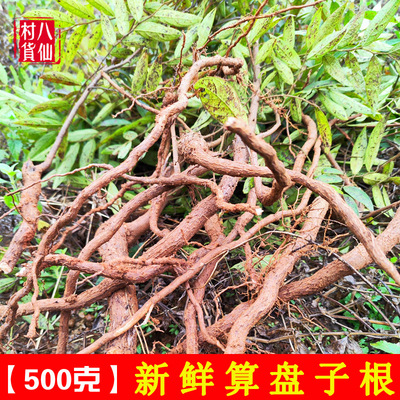 广西现挖新鲜算盘子根野南瓜纯根