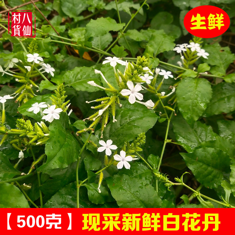 新鲜白花丹 现采白雪花白皂药中草药一见消假茉莉枝叶 白花丹苗