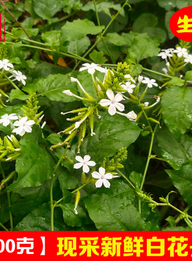 新鲜白花丹 现采白雪花白皂药中草药一见消假茉莉枝叶 白花丹苗