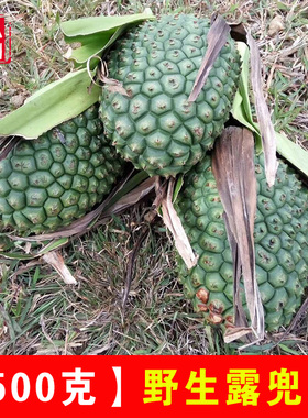 现摘露兜果 新鲜假菠萝果 中草药罗金堆野菠萝山菠萝 野生勒古子