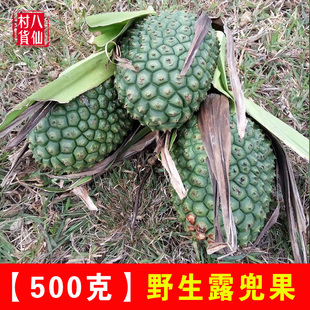 现摘露兜果 新鲜假菠萝果 中草药罗金堆野菠萝山菠萝 野生勒古子