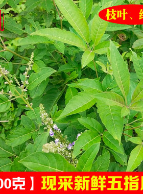 广西深山新鲜杜荆五指风枝叶包邮