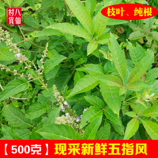 现采新鲜牡荆 五指风五指柑枝叶土常山全草黄荆枝叶 五指枫纯根