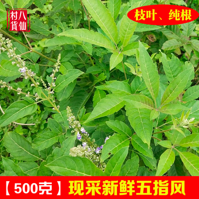 广西深山新鲜杜荆五指风枝叶包邮