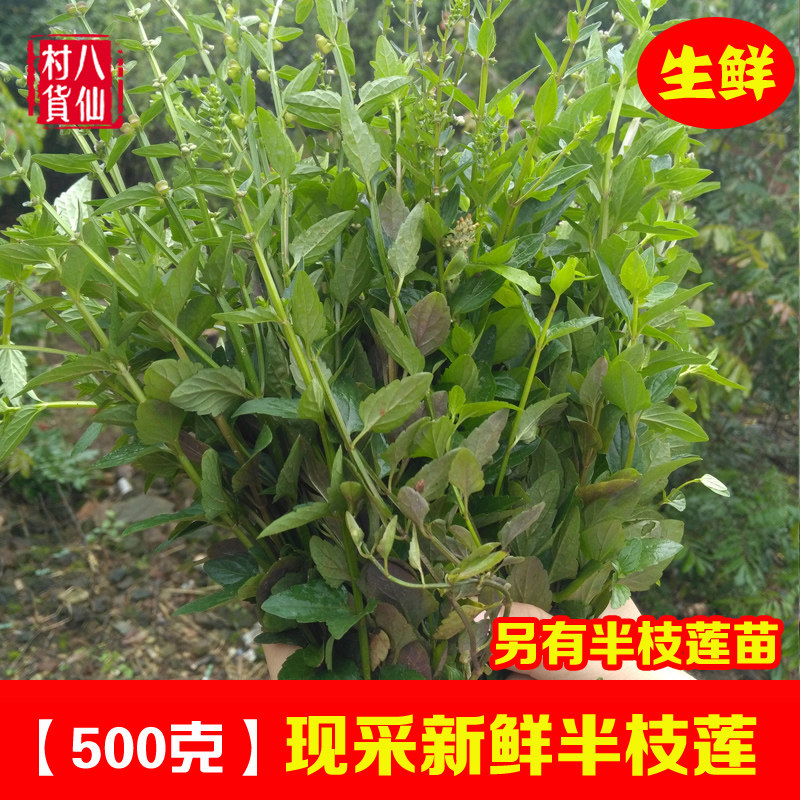 现挖新鲜半枝莲 半枝莲苗半支莲草 广西中草药四方枝草挖耳草全草