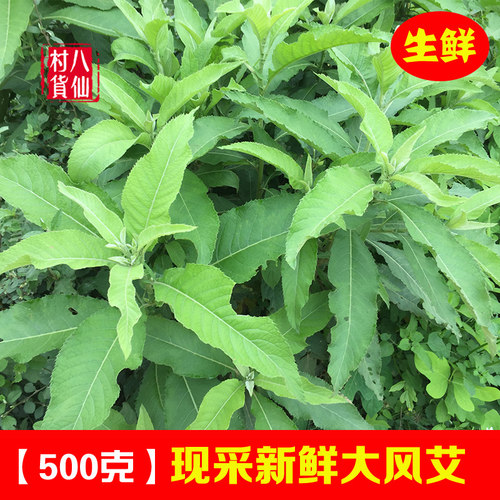 新鲜大风艾艾纳香中草药冰片艾