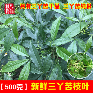 现采新鲜三丫苦 中草药三叉苦三叉虎三桠苦三岔叶三枝枪 500g包邮