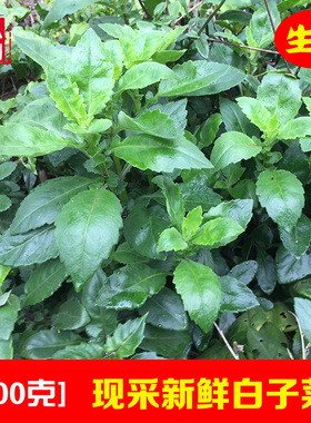新鲜白子菜 现采接骨丹 野菜明月草 白背三七百子菜中草药 白背菜