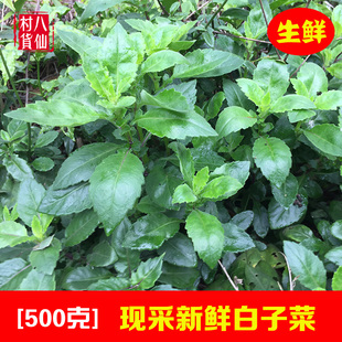 新鲜白子菜 现采接骨丹 野菜明月草 白背三七百子菜中草药 白背菜