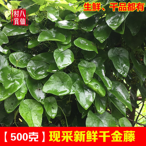野生新鲜千金藤千金藤粪箕笃
