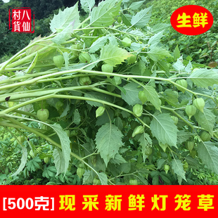 新鲜灯笼草 现采野生中草药材天泡子挂金灯笼果天泡草全草晒干
