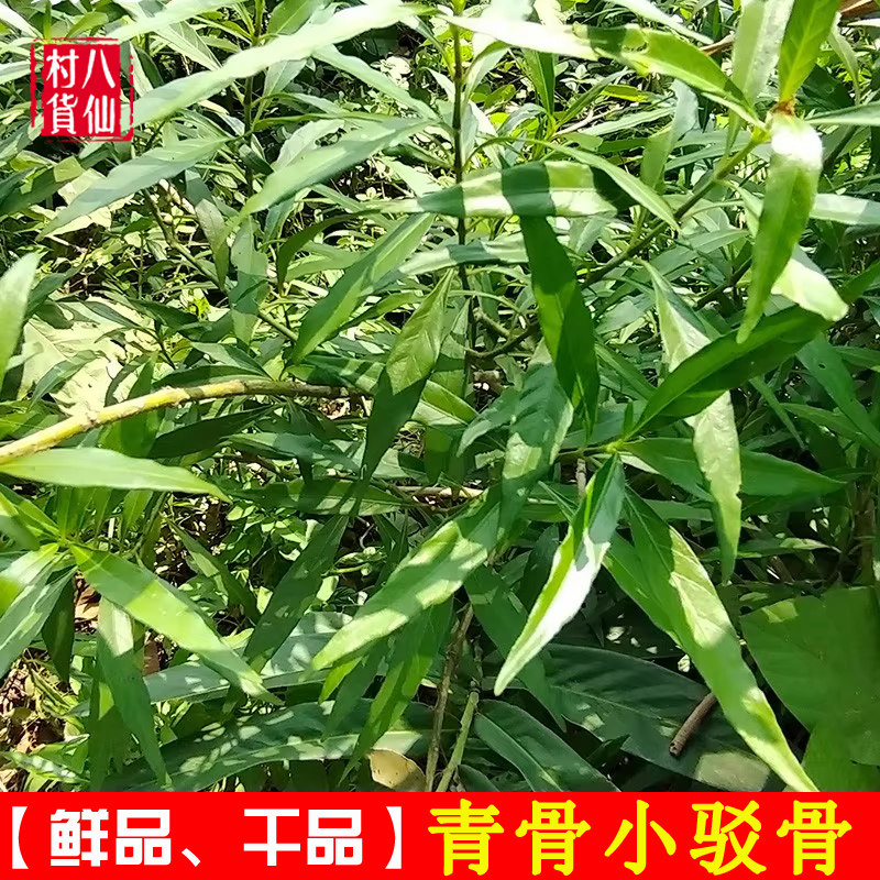 野生小驳骨 中药材小接骨青驳骨草 新鲜青骨小驳骨 另有大驳骨