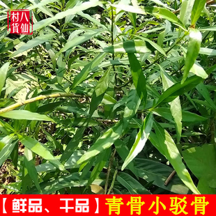 野生小驳骨 中药材小接骨青驳骨草 新鲜青骨小驳骨 另有大驳骨