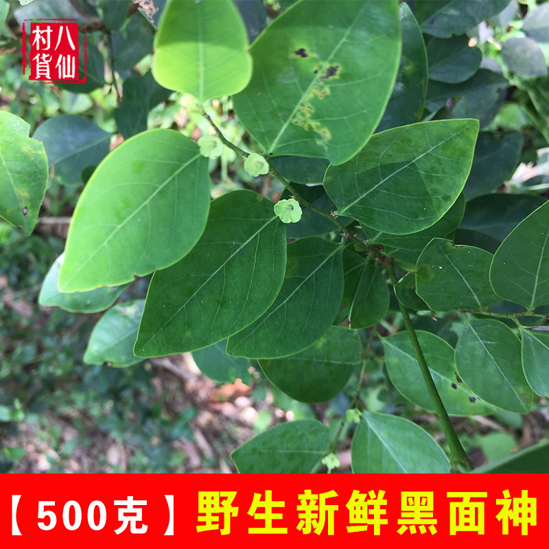 广西新鲜黑面神 鬼画符 现采狗脚刺中草药钟旭草青凡木纯根 包邮