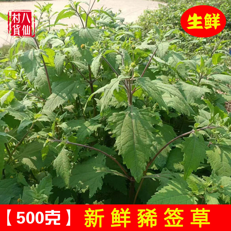 新鲜豨签草 新晒粘金强 中草药棉苍狼 稀签草 粘苍子 黄花仔 包邮