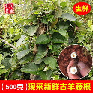 新鲜古羊藤根 中草药南苦参 老鸦咀毛青才奶藤根虎阴藤纯根 藤叶