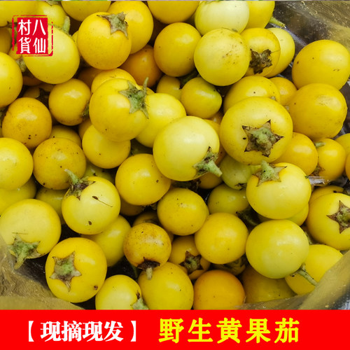 现摘黄果茄 刺天茄 新鲜牛茄子 牙疼果野茄果天泡果大颠茄 刺天茄 - 封面
