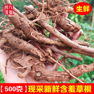 野生含羞草根 新鲜红茎含羞草根 中草药材害羞草 感应草纯根 包邮