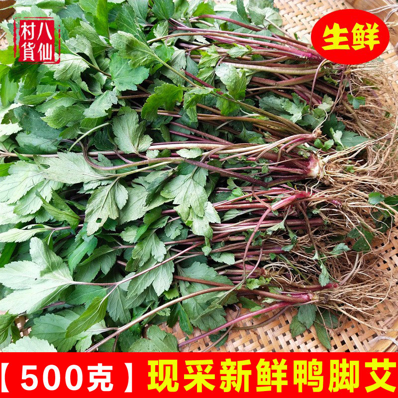 新鲜鸭脚艾 红艾 甜菜甜艾珍珠菜白花蒿整棵全草 鸭脚艾苗 包邮