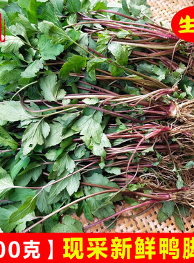 新鲜鸭脚艾 红艾 甜菜甜艾珍珠菜白花蒿整棵全草 鸭脚艾苗 包邮