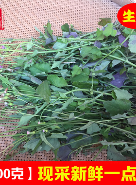 新鲜一点红草 现采中草药叶下红红背叶菜羊蹄草 野生一点红草药