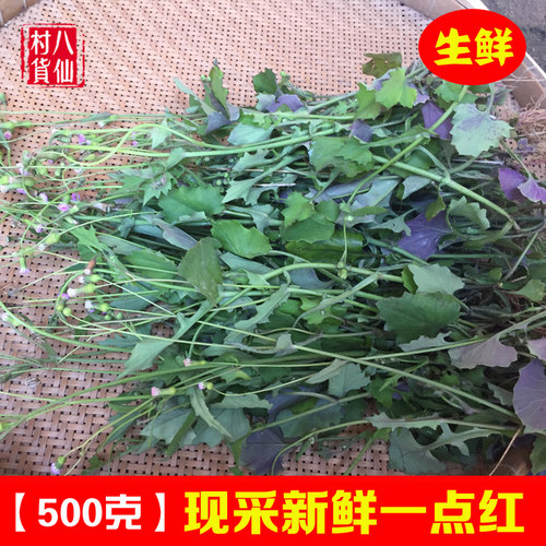 新鲜一点红现采叶下红中草药材