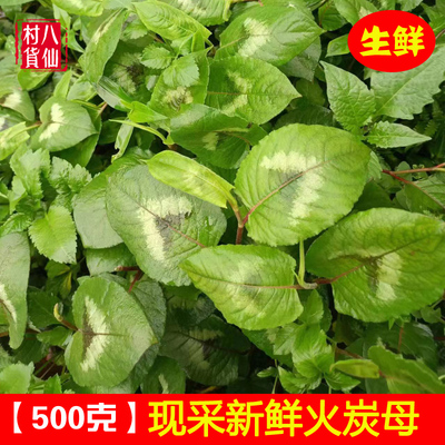 新鲜火炭藤广西现采火炭母中草药