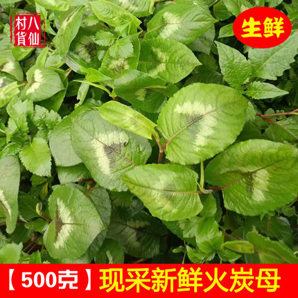 广西火炭母 新鲜火炭藤 火炭星白饭草 中草药火炭母草 原生态藤叶