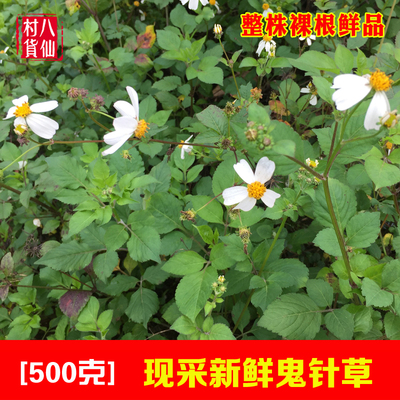 中草药三叶鬼针草广西新鲜鬼针草