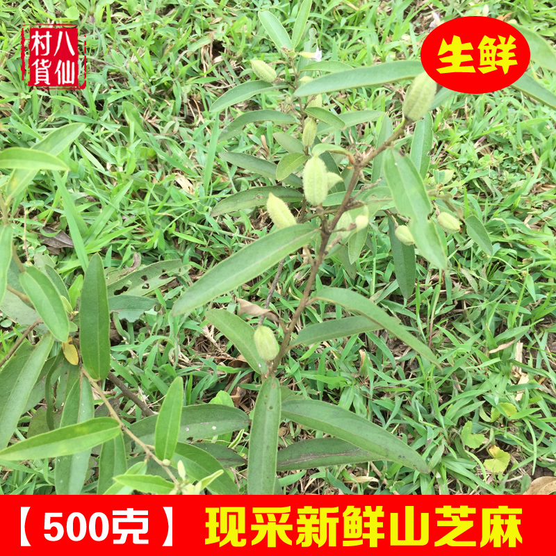 新鲜中草药广西现挖山芝麻山油麻