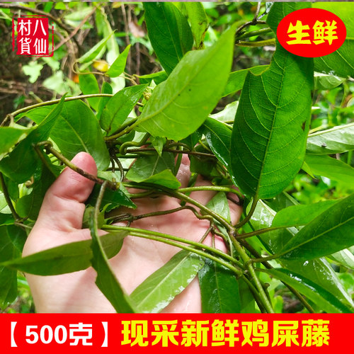 鲜品鸡屎藤广西现采新鲜鸡矢藤