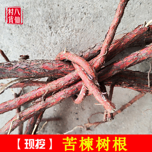 现挖新鲜苦楝树根苦练树根皮苦楝树皮苦楝叶外用熬水苦练根包邮