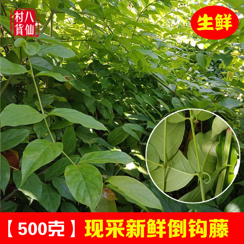 新鲜倒钩藤 现采双钩藤鹰爪风中草药吊风根金钩草倒挂刺枝叶 包邮