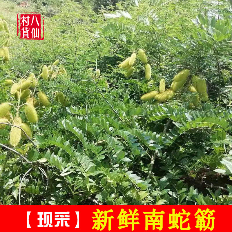 新鲜南蛇簕 野生苦石莲子南蛇勒 老鸦枕头猫爪簕喙荚云实枝叶包邮