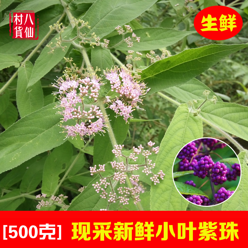 新鲜小叶紫珠 裸花紫珠 中草药 异叶紫珠长叶紫珠 500克 包邮