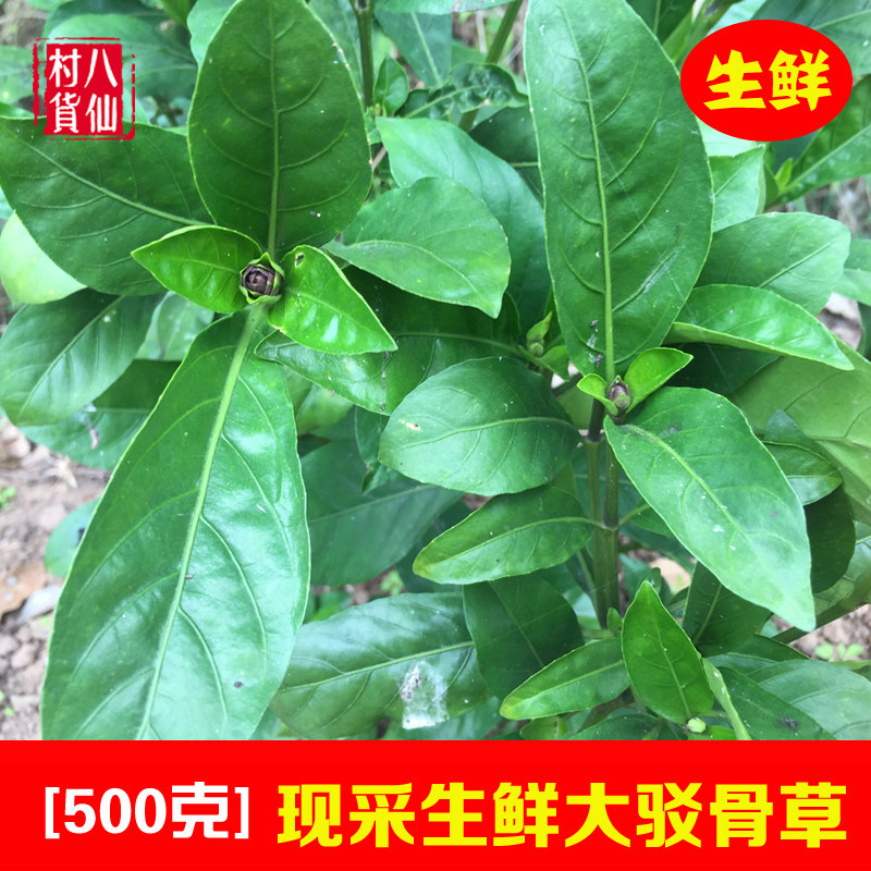 现采新鲜大驳骨草 大驳骨 大骨风 中草药材 接骨木 大还魂 500克