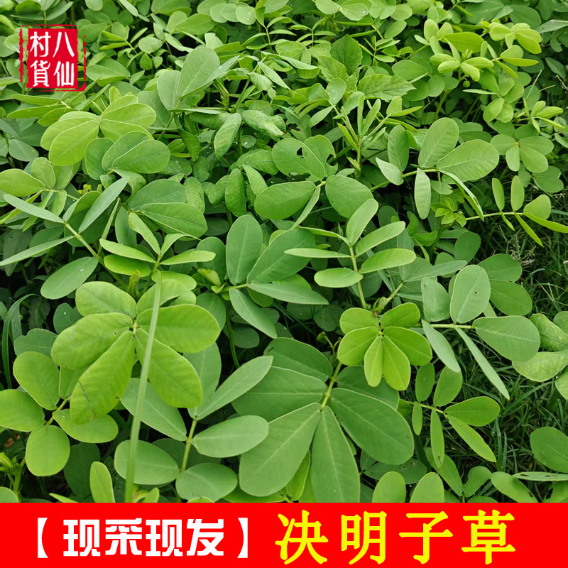 廣西新鮮決明子草 現(xiàn)采中草藥馬蹄決明草 假綠豆全草決明全草包郵