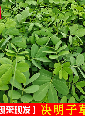 新鲜决明子草中草药马蹄决明草