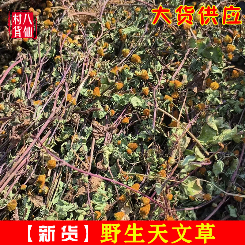 野生自晒新鲜天文草中草药散血草金钮扣黄花苦草 无硫干货纽扣草