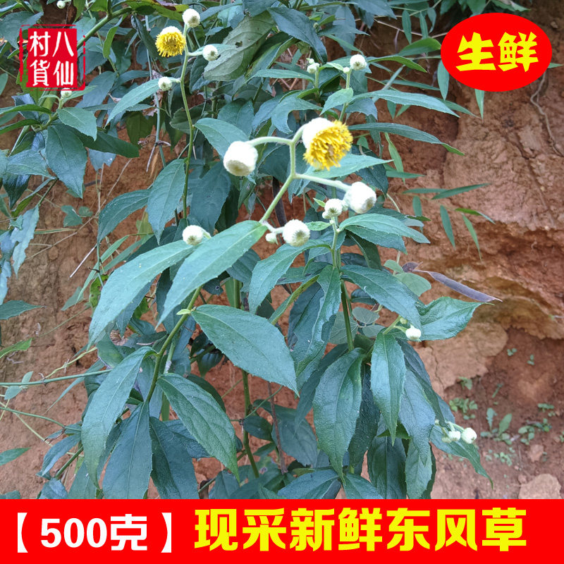 新鲜东风草 中草药毛千里光九里明 黄花地胆草大头艾纳香枝叶包邮
