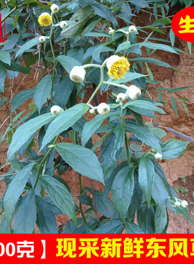 广西新鲜东风草中草药毛千里光