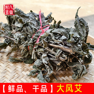 大风艾 大风草 大凤草  台风草 艾纳香 棕叶狗尾草 坐月子 干货