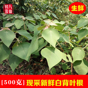 新鲜白背叶根 新晒白小娘根中药材白膜根 现挖中草药材 3件起包邮